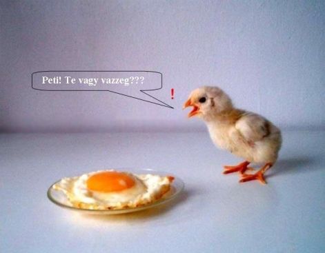 vicces_k__pekcske1.jpg